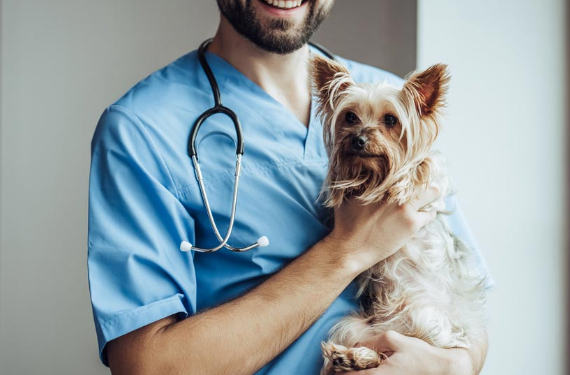The Worst Advice We’ve Ever Heard About Animal Hospital Veterinary