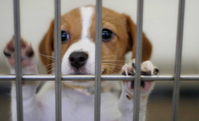 Here Is A Quick Cure For What Is Animal Shelters Near Me