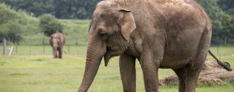 35m Elephantwiggersventurebeat: Exploring the Latest Series