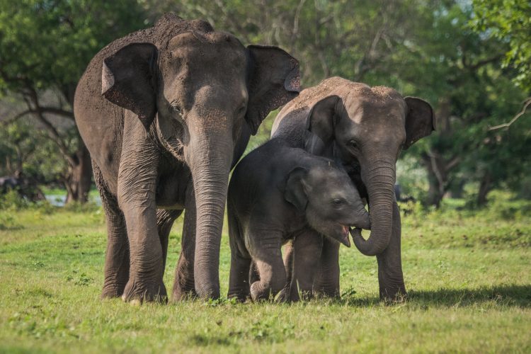 35m Elephantwiggersventurebeat: Exploring the Series