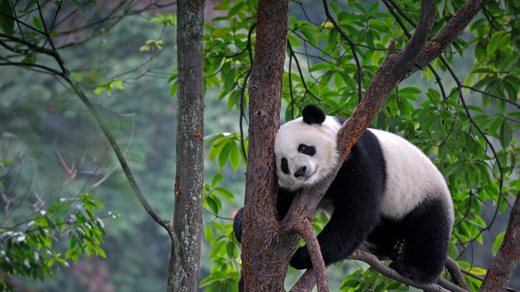 : Unveiling the Myth: Are Pandas Aggressive Creatures?