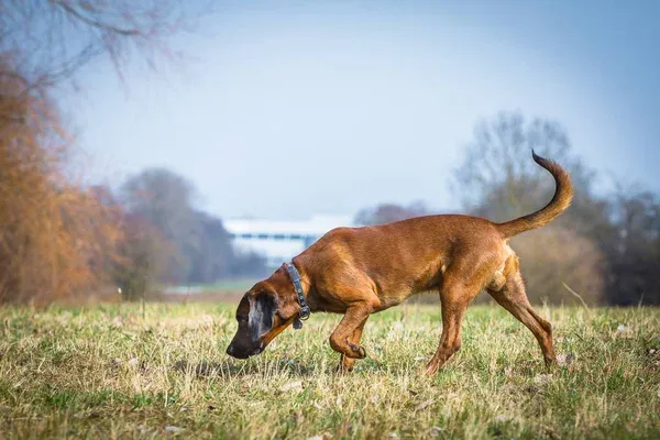 Unraveling the Mysteries of Bloodhound Locations: Tracking the Scent of History